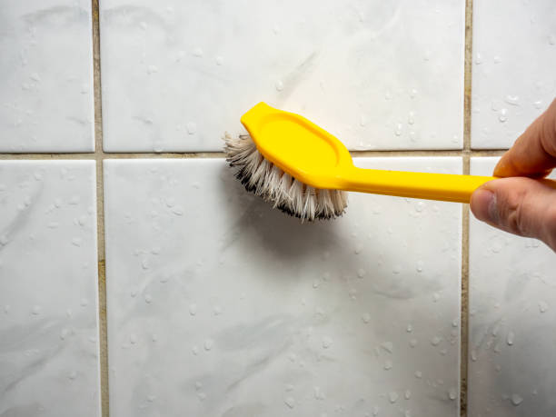 Best Certified Mold Removal  in Spring Valley, MN