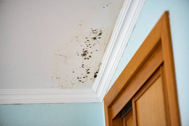 Best Affordable Mold Removal  in Spring Valley, MN