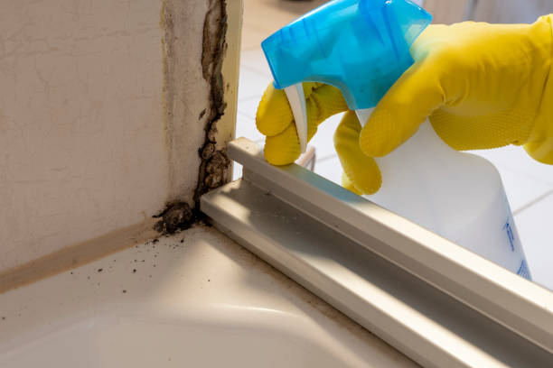 Best Emergency Mold Removal  in Spring Valley, MN