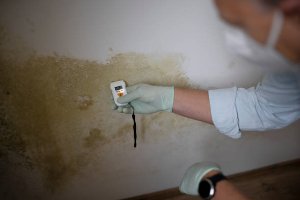 Best Attic Mold Removal  in Spring Valley, MN