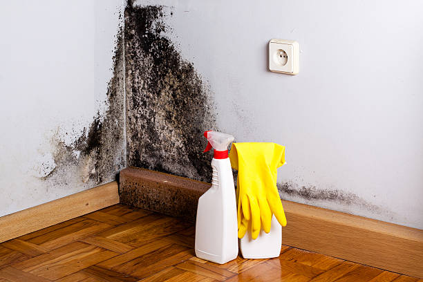 Best Home Mold Removal  in Spring Valley, MN
